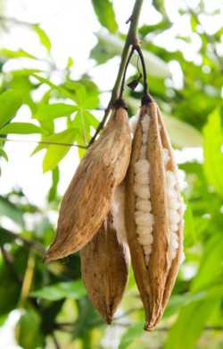 Pure Silk Cotton Bag banner-Pure Silk Cotton Bag